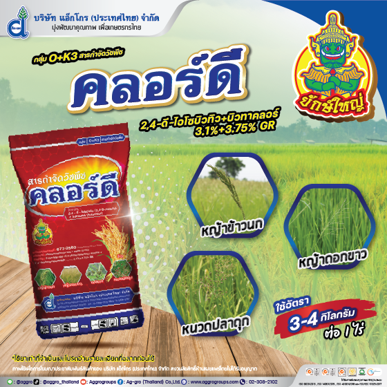 คลอร์ดี